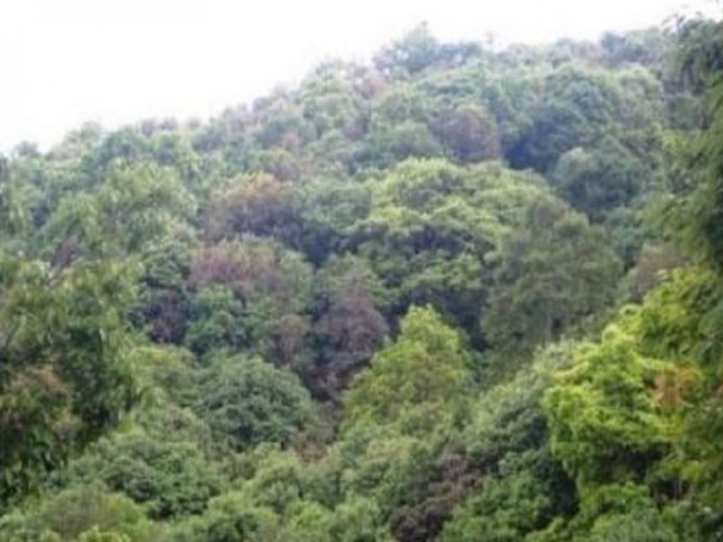 किसानको प्रश्न : ‘आफ्नै वन प्रयोग गर्दा हामी तस्कर ?’